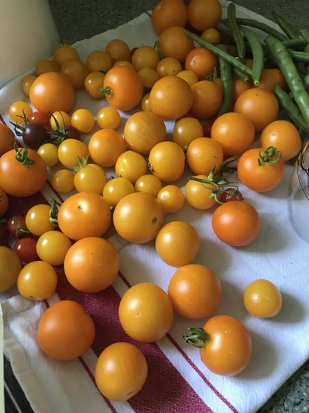 Allotment?Veg Patch Thread 10 - Plotmenters  busy into summer ! and loving James Wong