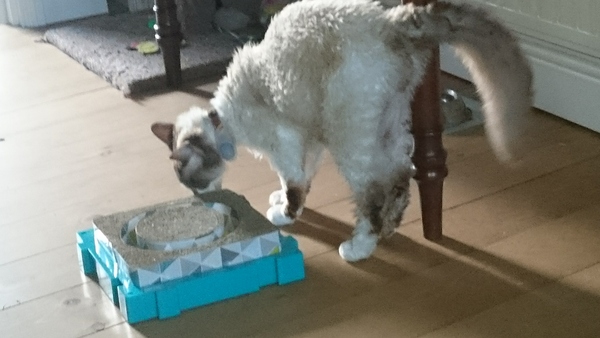 Cats still catting Part 4