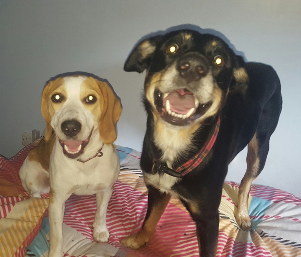 Would you keep this dog? (Beagle pics)