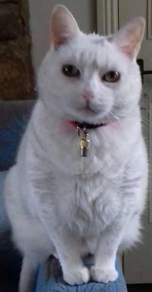 Cats still catting away part 5