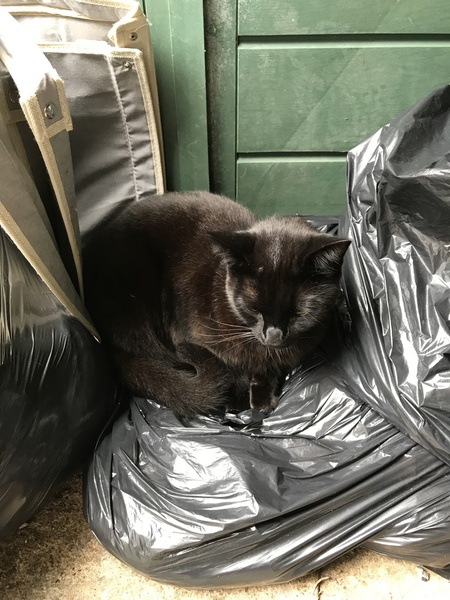 Cats still catting Part 4