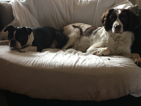 How did you stop your dog getting on the sofa?