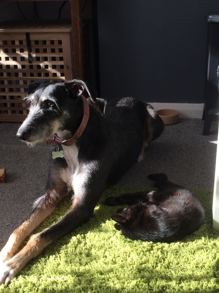 Lurchers