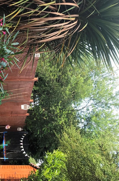 Neighbours tree too tall