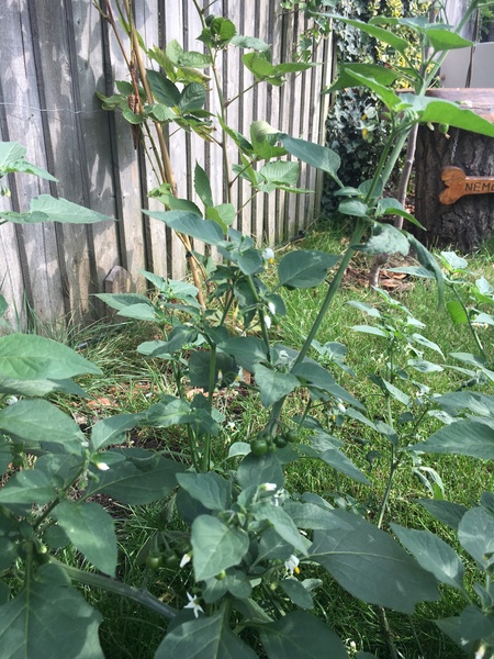 Plant ID - weed or not??