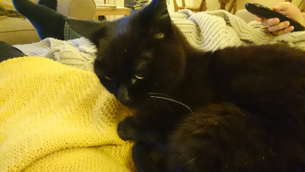 National black cat day.