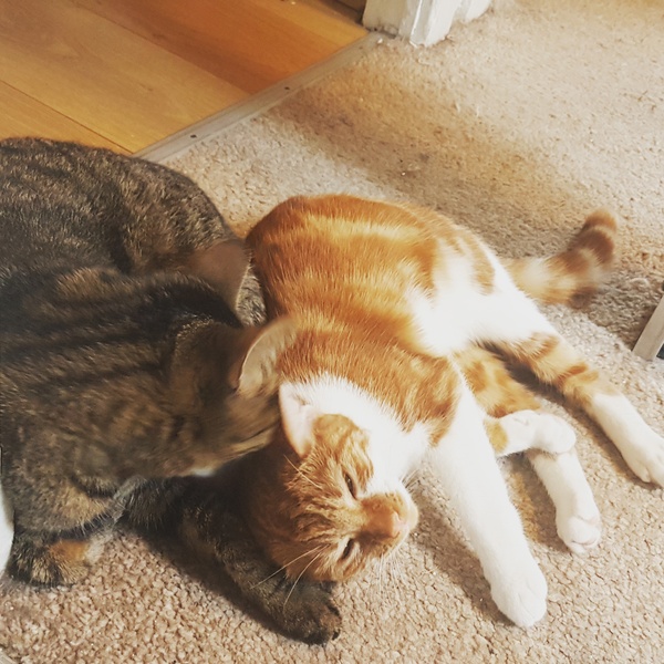 Cats still catting away part 5