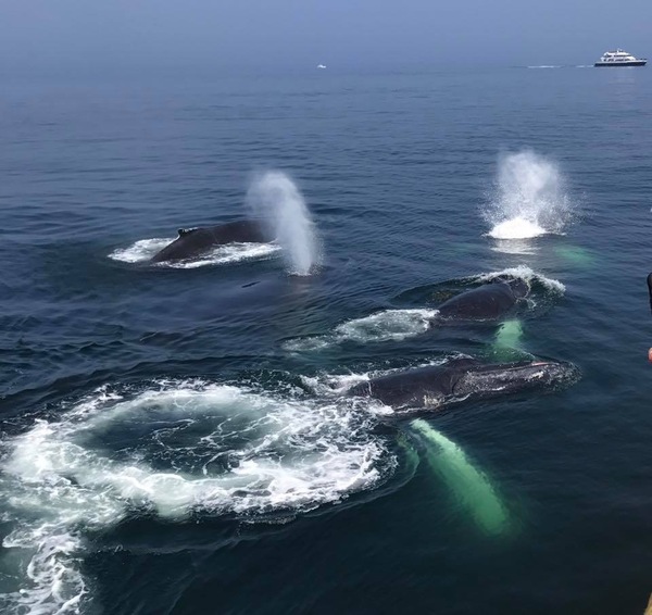Cape Cod - what should we do there?