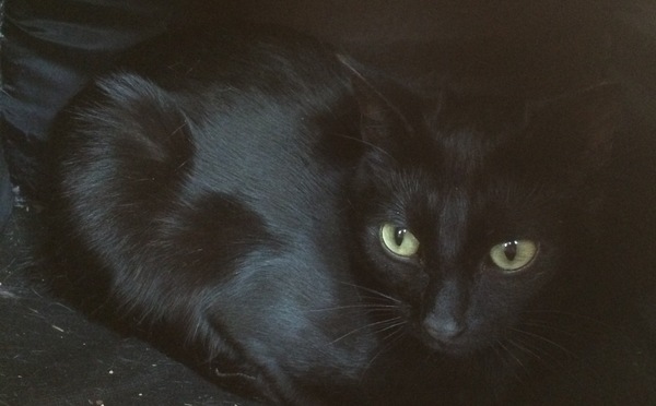 Cats still catting away part 5