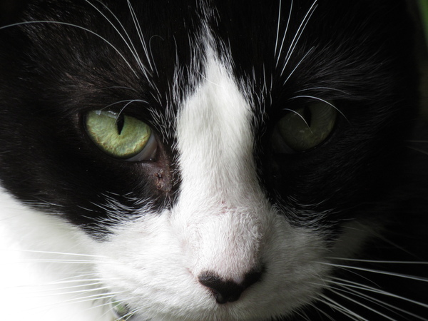 National black cat day.