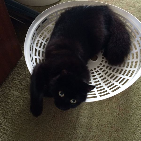 National black cat day.