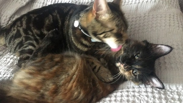 Cats still catting Part 4
