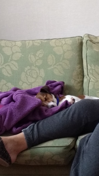 Puppies for idiots.