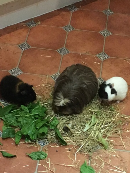 Between bootcamps support thread Summer17