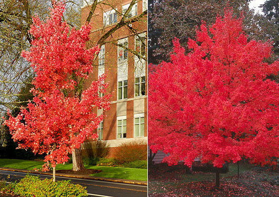 Can anyone suggest some nice 'garden safe' trees?