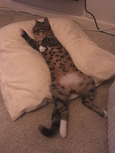 Cats still catting away part 5