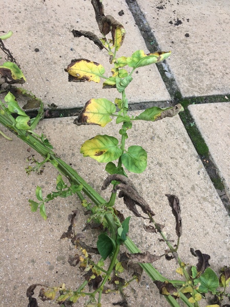 Allotment?Veg Patch Thread 10 - Plotmenters  busy into summer ! and loving James Wong
