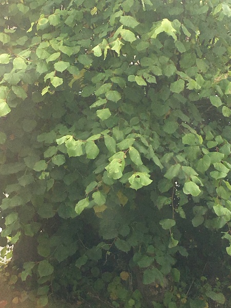 Anyone able to identify what species my Tillia is?