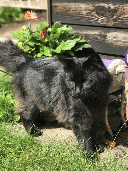 Rescuing a cat tomorrow, DH now unsure...