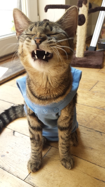 care of just spayed female kitty with boisterous brother