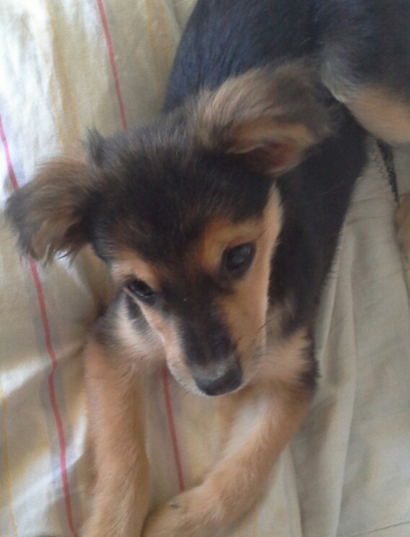 The joy of small dogs