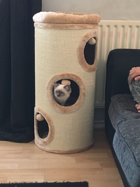 Cat trees/activity centres. Are they worth it?