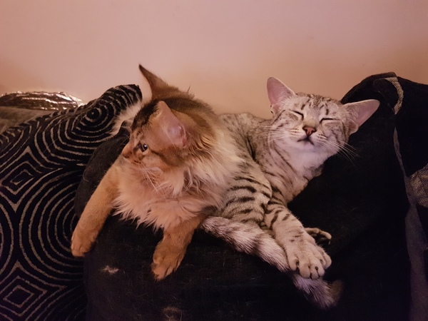 So who got a new kitten recently? Let's see then.