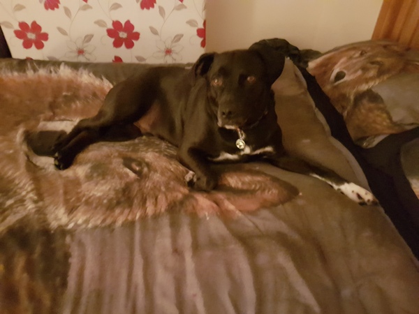 How did you stop your dog getting on the sofa?