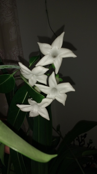 Flower ID please