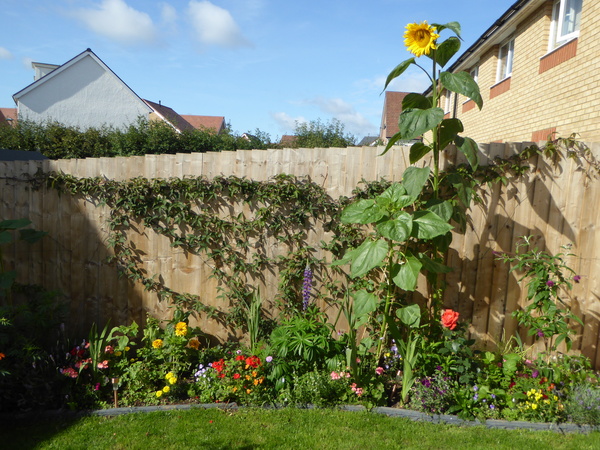 To ask for gardening advice? Pic included!