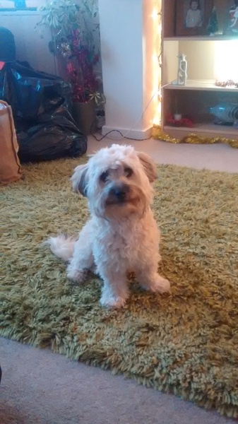 It's not a cockapoo!