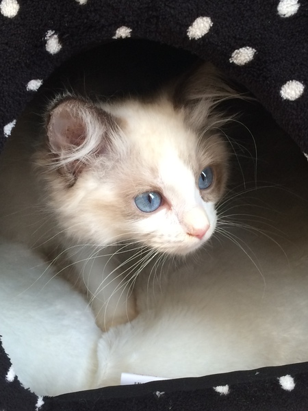 new kitten owner! what to do with anything electrical?