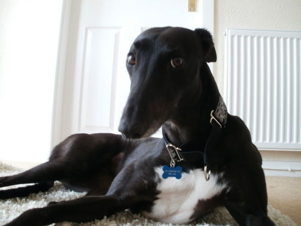 Between bootcamps support thread Summer17