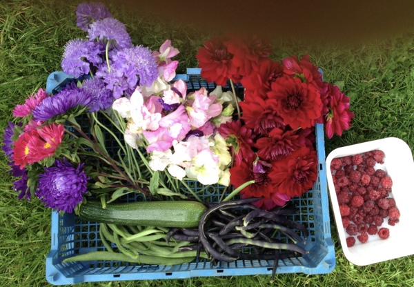Allotment?Veg Patch Thread 10 - Plotmenters  busy into summer ! and loving James Wong