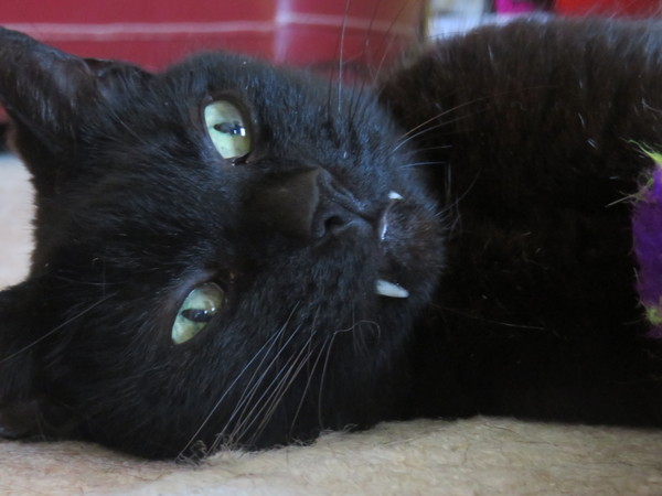 Cats still catting away part 5