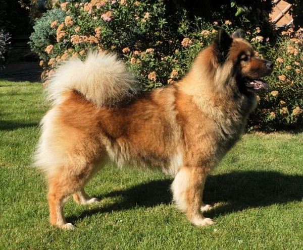 Give a Eurasier a home? (please!)