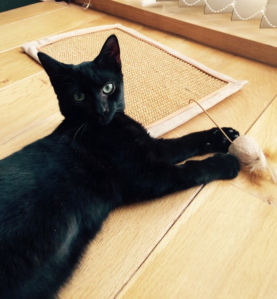 National black cat day.