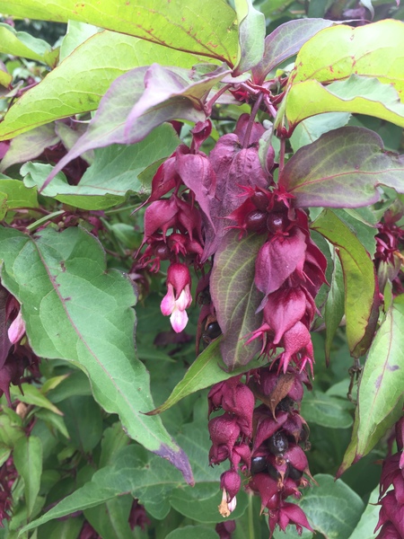 Can anyone identify this shrub?  (Picture)