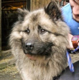 Give a Eurasier a home? (please!)