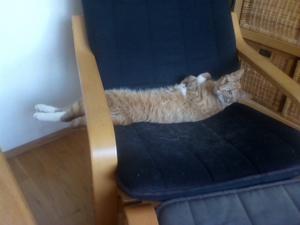 Cats still catting Part 4