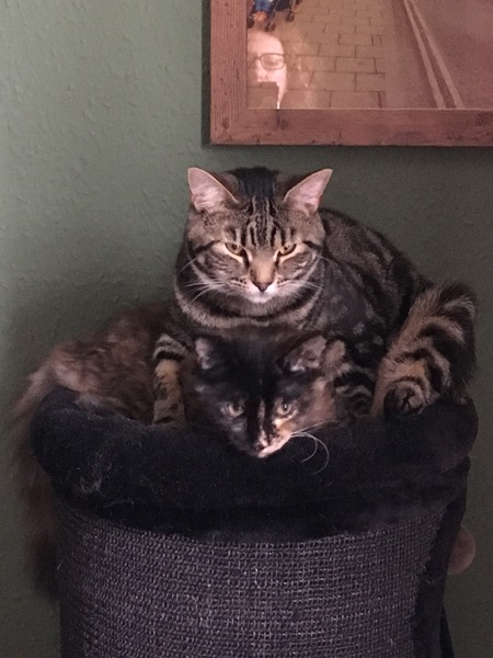 Cats still catting Part 4