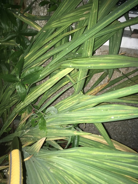 Plant id help