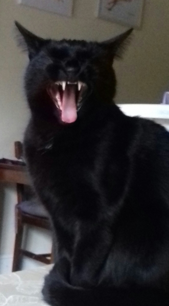 National black cat day.