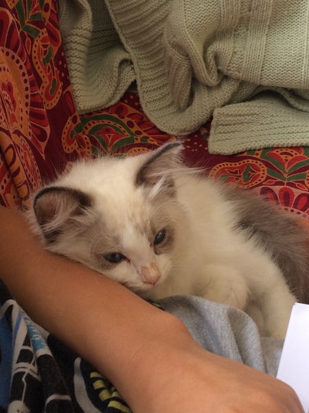 new kitten owner! what to do with anything electrical?