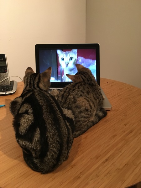 We're getting some kitties.