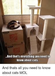 Can we have a funny cat stuff from the web thread?