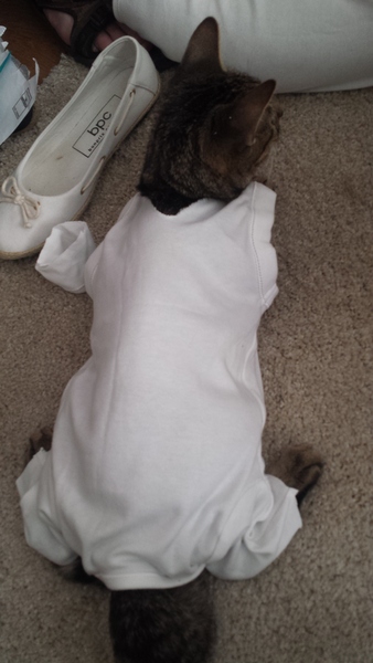 care of just spayed female kitty with boisterous brother
