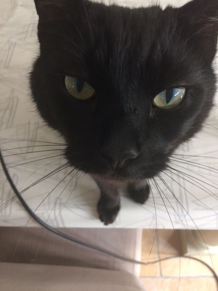 National black cat day.
