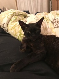 National black cat day.