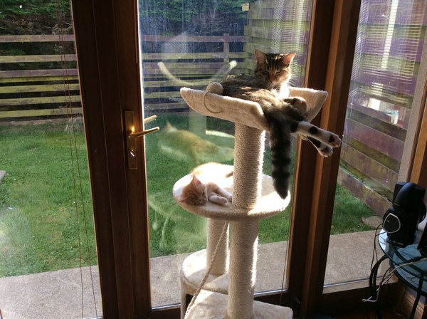 My cat and new kitten